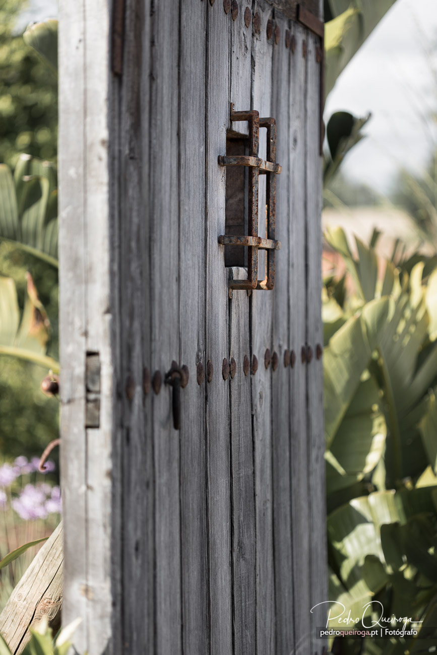 Fecho metálico enferrujado numa porta de madeira cinzenta envelhecida, rodeada por vegetação verde exuberante.
