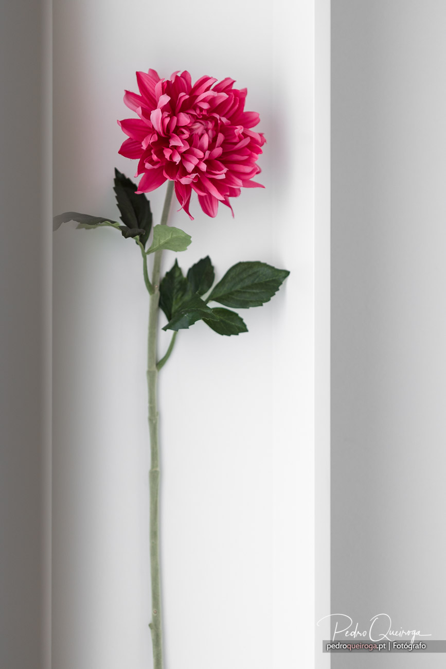 Dália rosa vibrante com pétalas delicadas, captada pelo fotógrafo em fundo branco minimalista